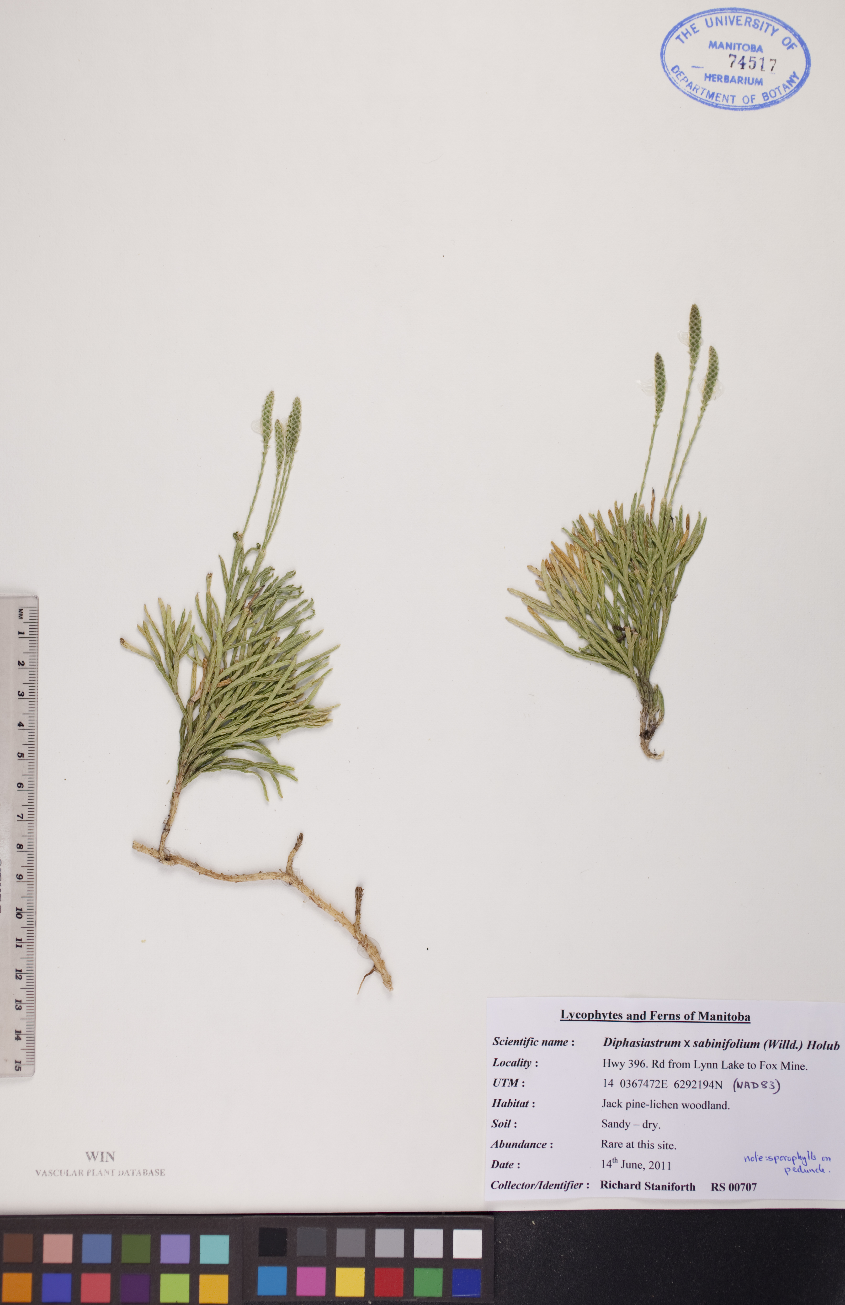 Lycopodium sabinifolium image